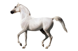 transporte de caballos